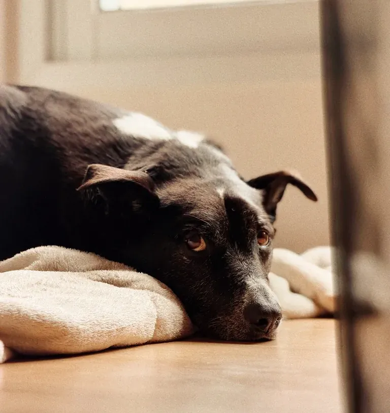 Cachorro preto e branco deitado no tapete, com sono