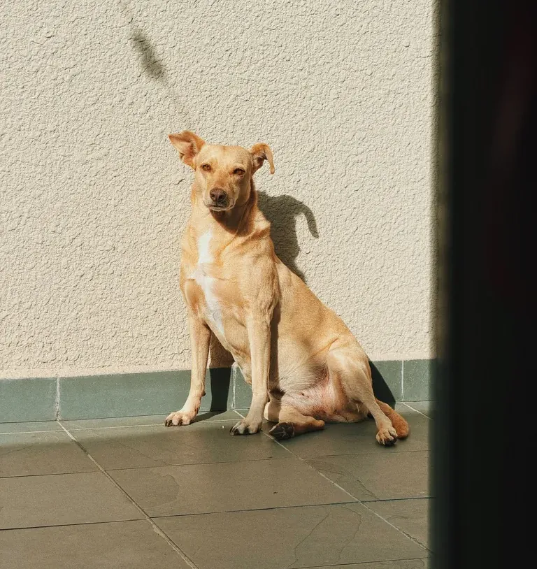 Cachorra caramelo sentada ao sol, encostada na parede