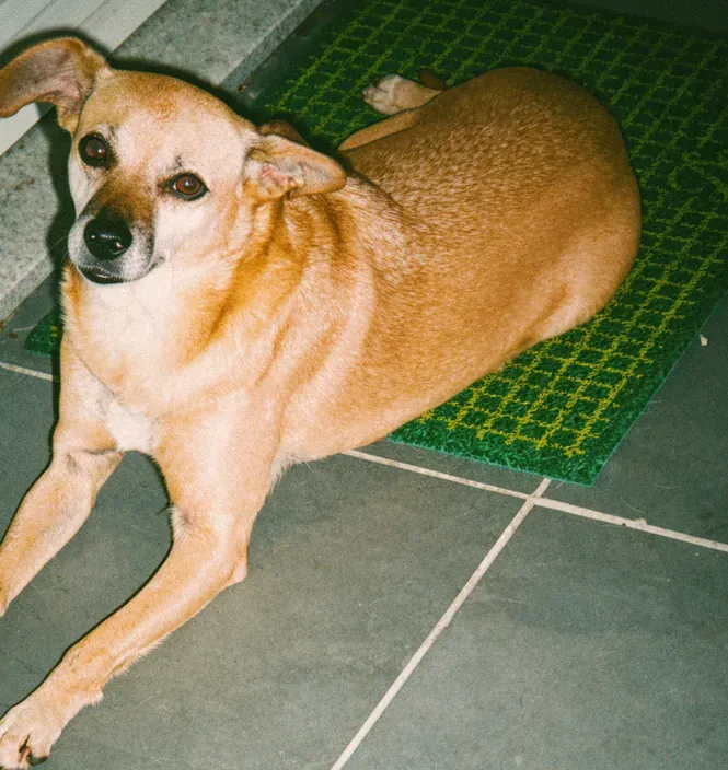 Cachorra caramelo deitada no quintal