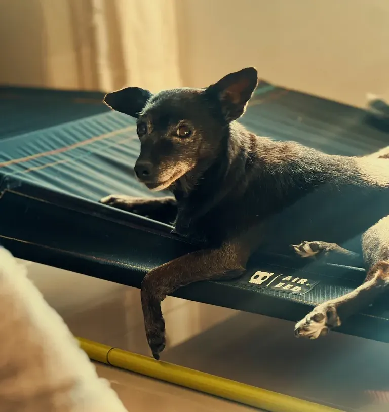 Cachorro preto deitado na cama dele